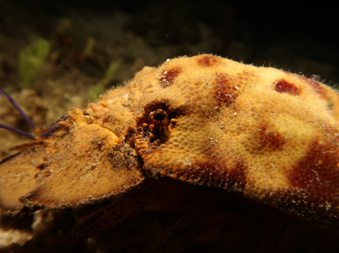 Paradise (Paraiso) Reef-考祖梅必去景点