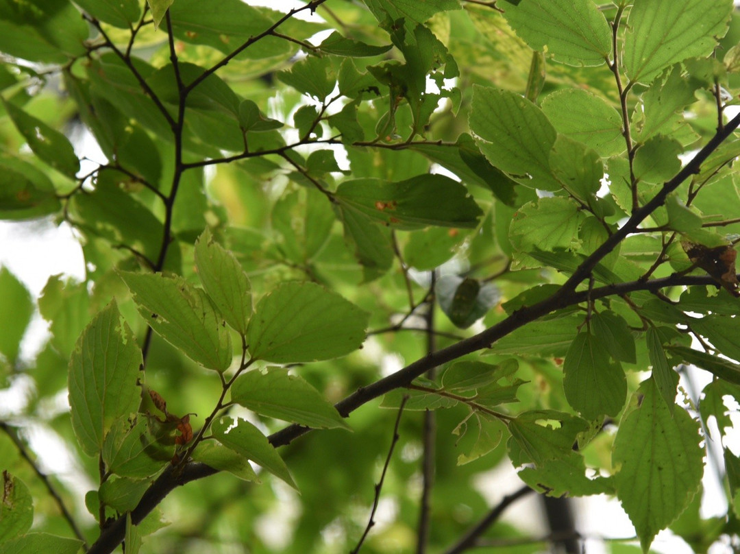 Arakawa Shizen Park-荒川区必去景点