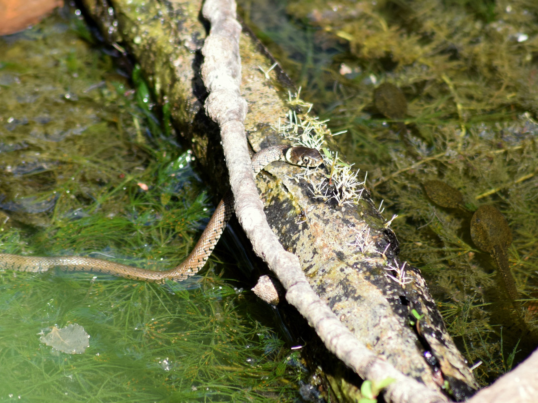 Réserve Naturelle du Marais de Lavours景点图片