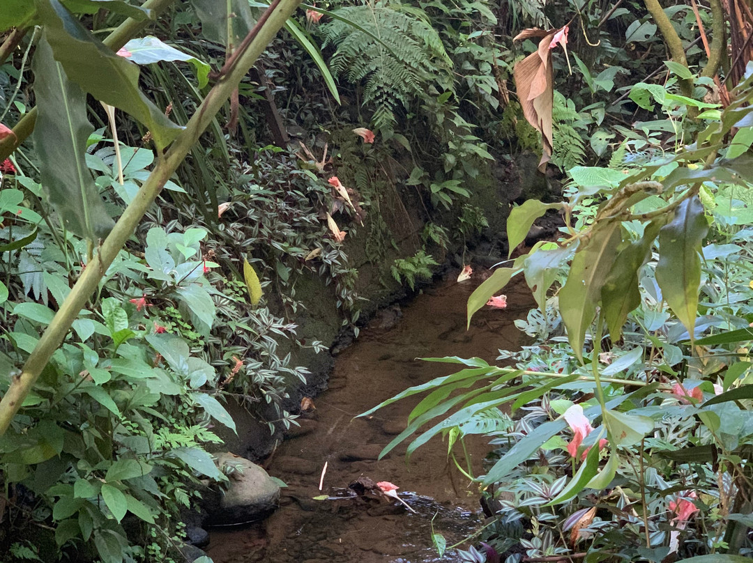 Salamandra Costa Rica主图