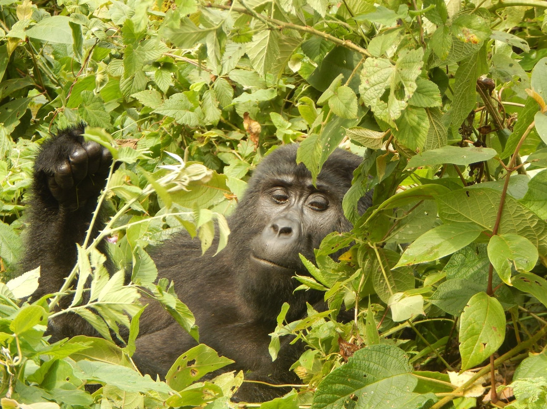 Gorillaland Safari Holidays-坎帕拉必去景点