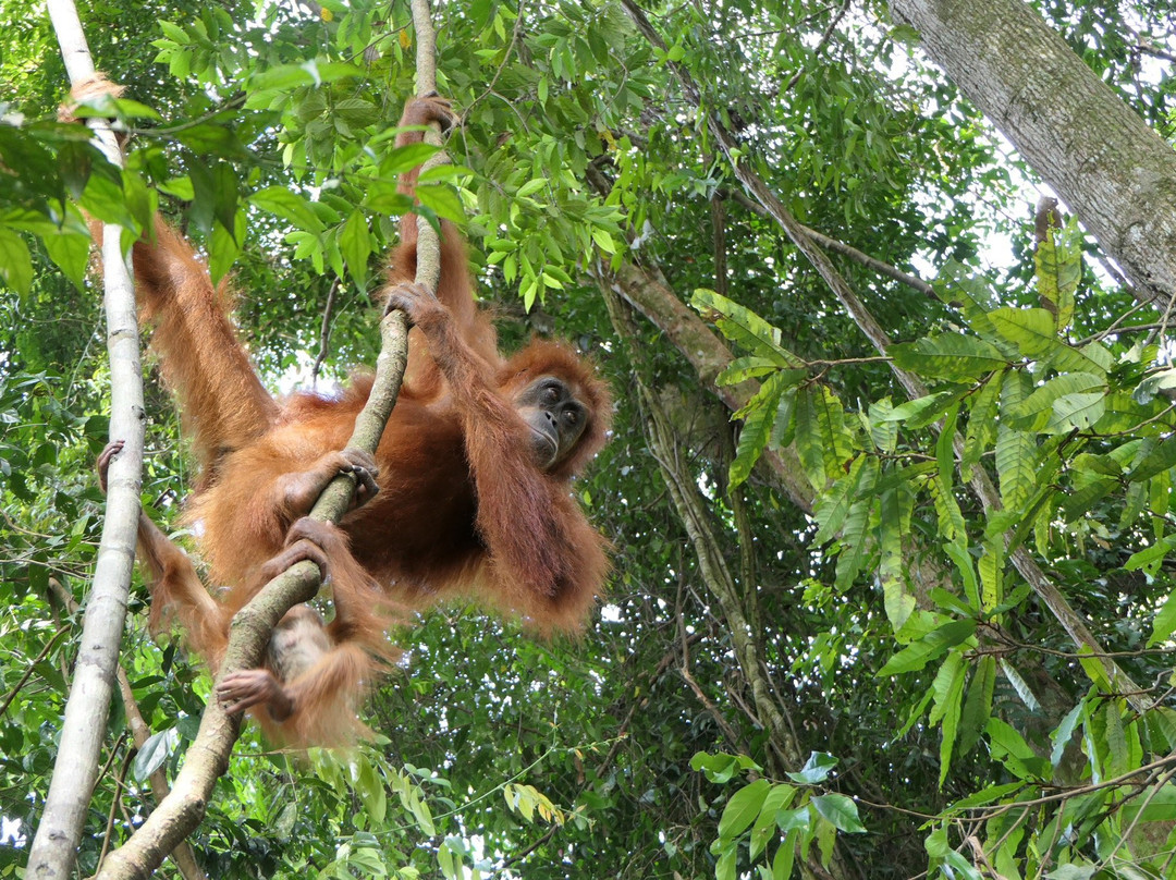 Bukit Lawang Trekking-武吉拉旺必去景点