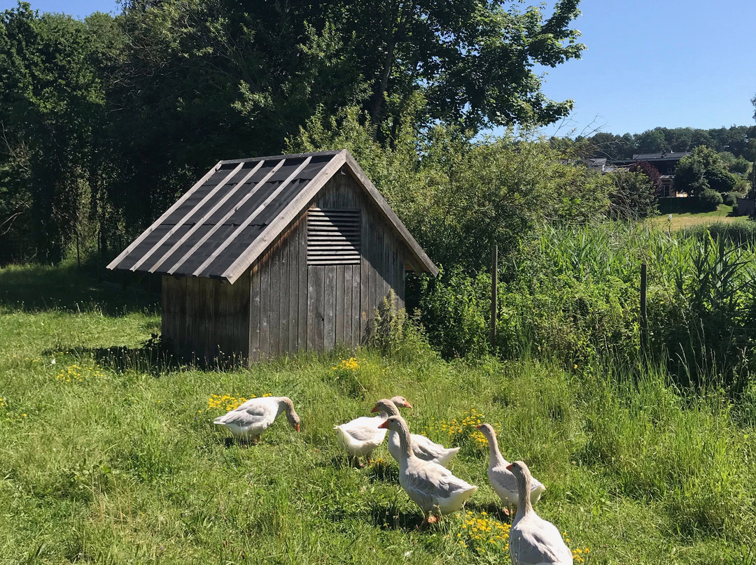 Odenwäler Freilandmuseum景点图片