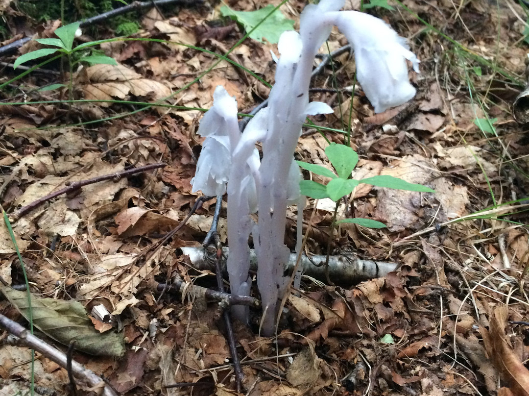 Rough Fork Trail-大雾山国家公园必去景点