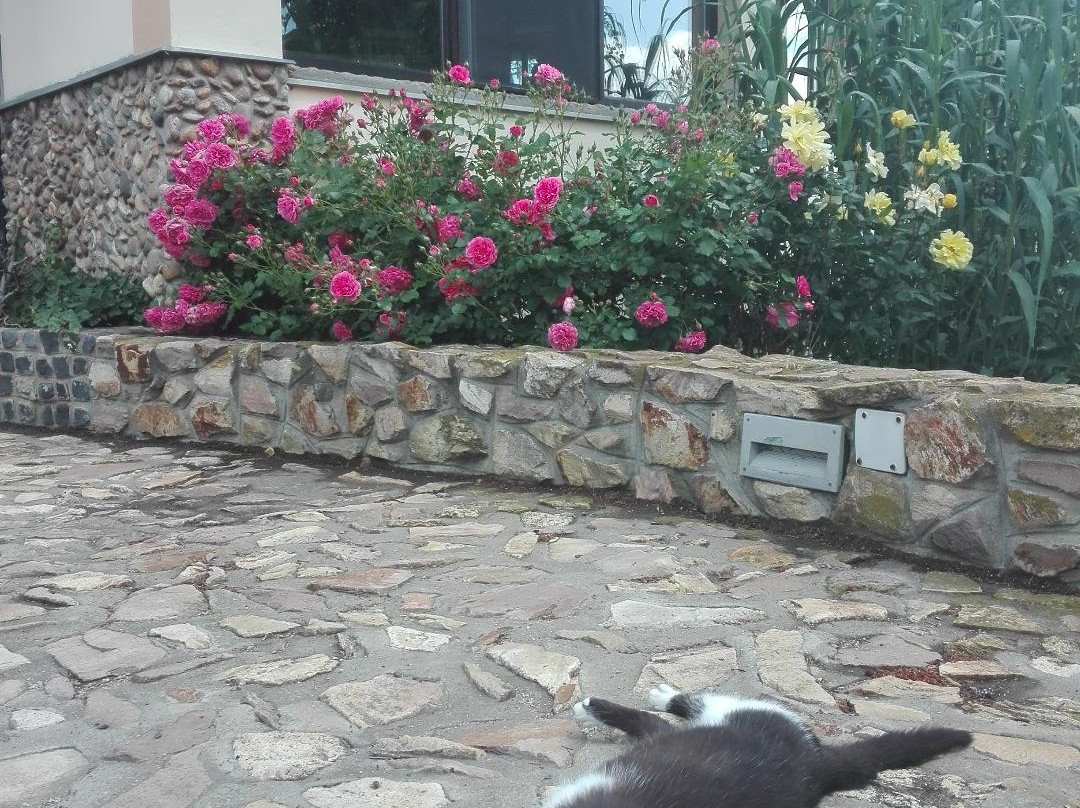 Garden Vendeghaz Mako主图