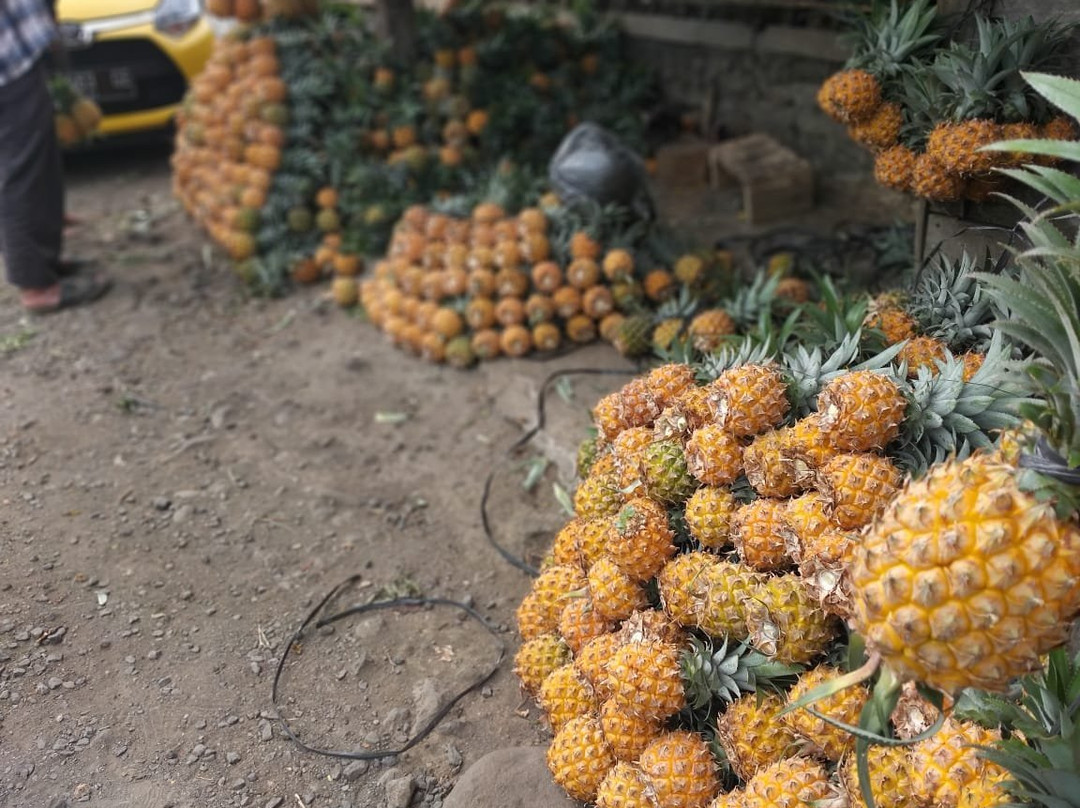 Nanas Madu Pemalang景点图片