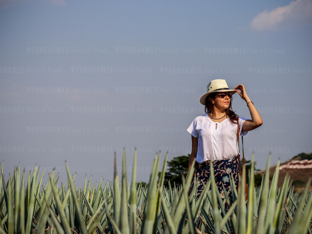 Panoramex Tours & Travel-瓜达拉哈拉必去景点