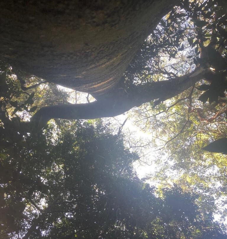 Dlinza Forest景点图片
