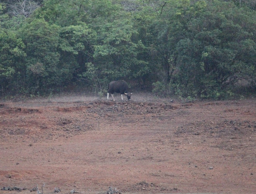 Dajipur Wildlife Sanctuary景点图片