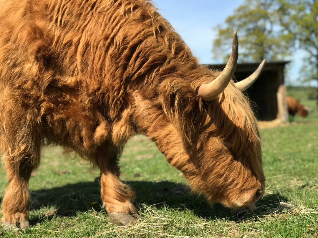 Robertson's - The Larder & Highland Cows - Beauly-Beauly必去景点