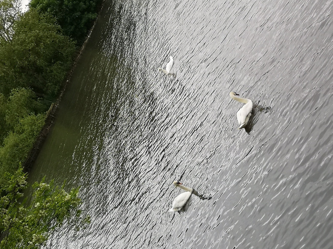 Brent Reservoir (Welsh Harp) Canalside景点图片