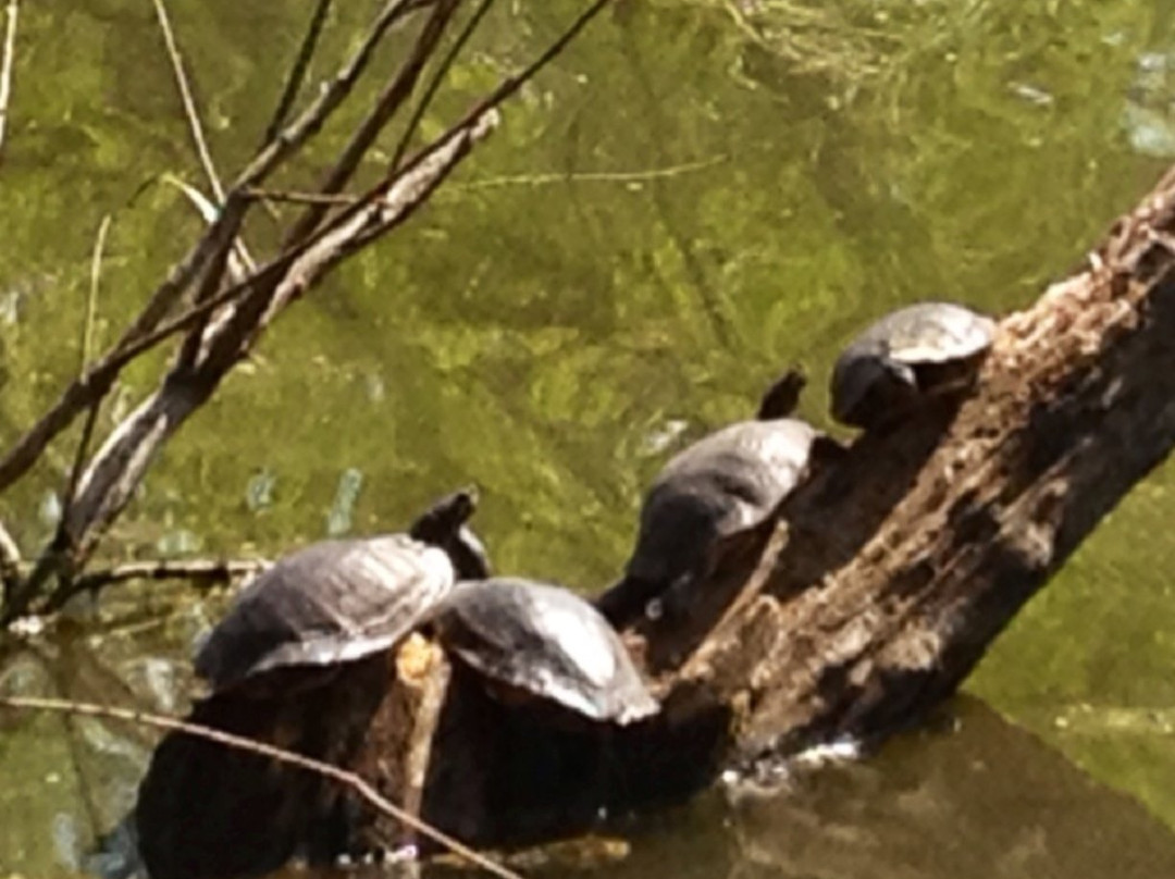 Cooper Park-芒廷霍姆必去景点