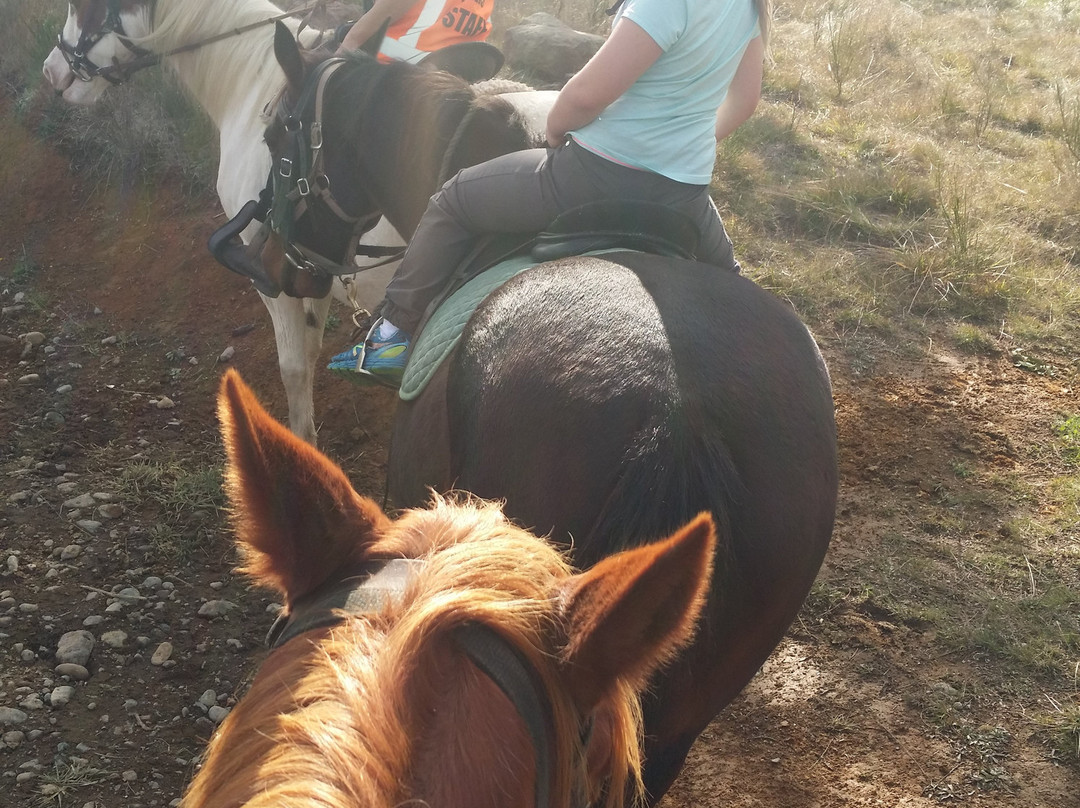 Ruapehu Homestead Horsetrekking景点图片