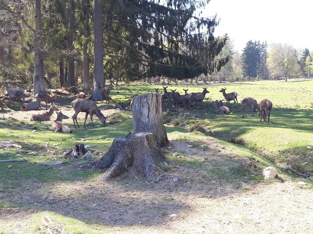 Tierpark Rheinböllen景点图片
