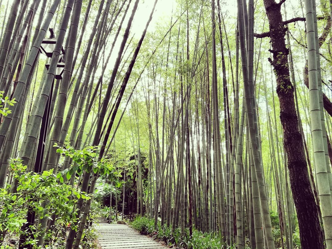 雁南飞茶田-梅州市必去景点
