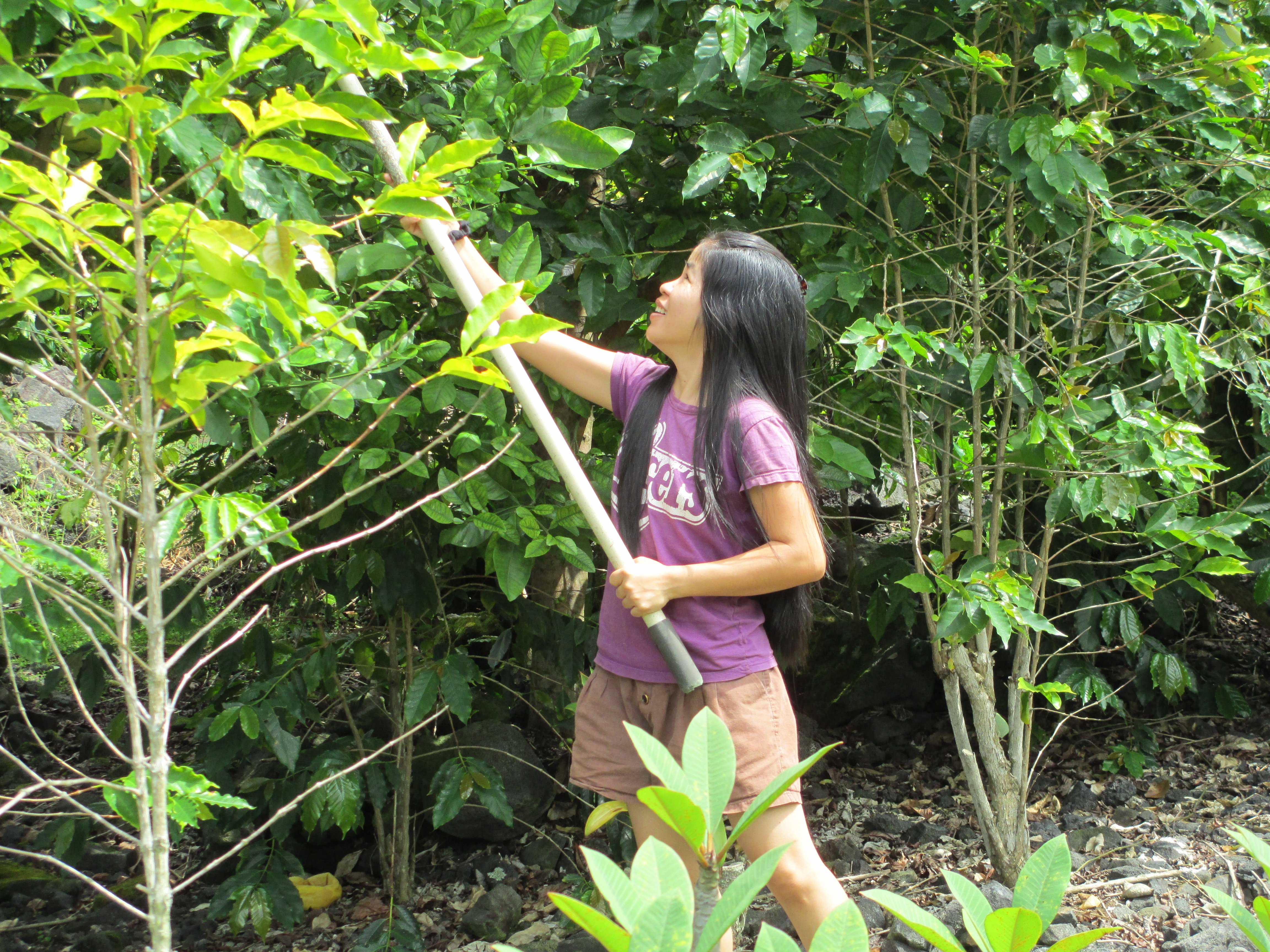 South Kona Coffee Retreat-官方