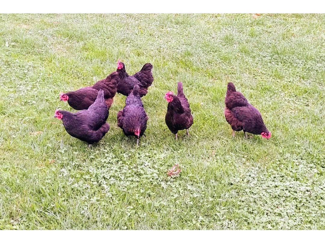 St Maur Wines-Exeter必去景点