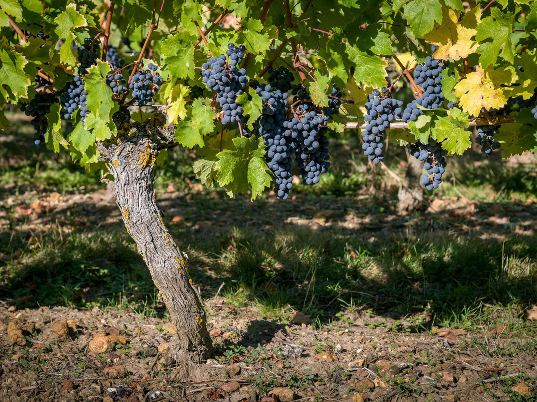 Domaine de la Perruche景点图片