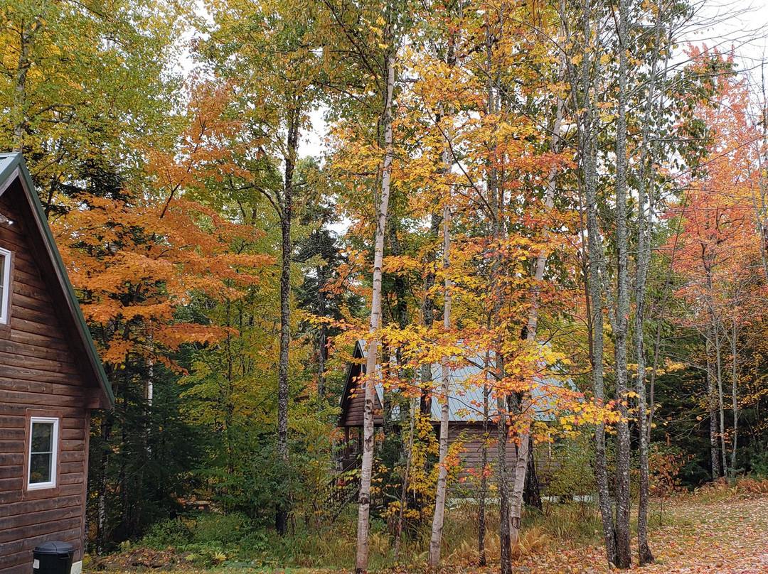 Wild Fox Cabins & Campground主图