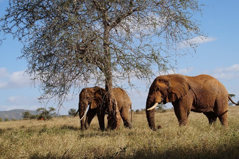 Tsavo Safaris Tours-查佛必去景点