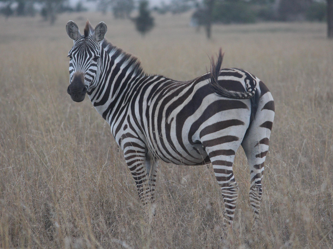 All Around Tanzania-卡拉图必去景点
