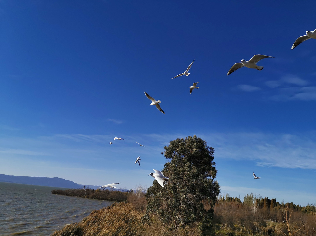 海东湿地公园-昆明市必去景点
