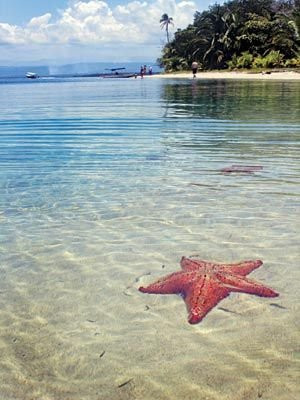 Starfish Beach景点图片