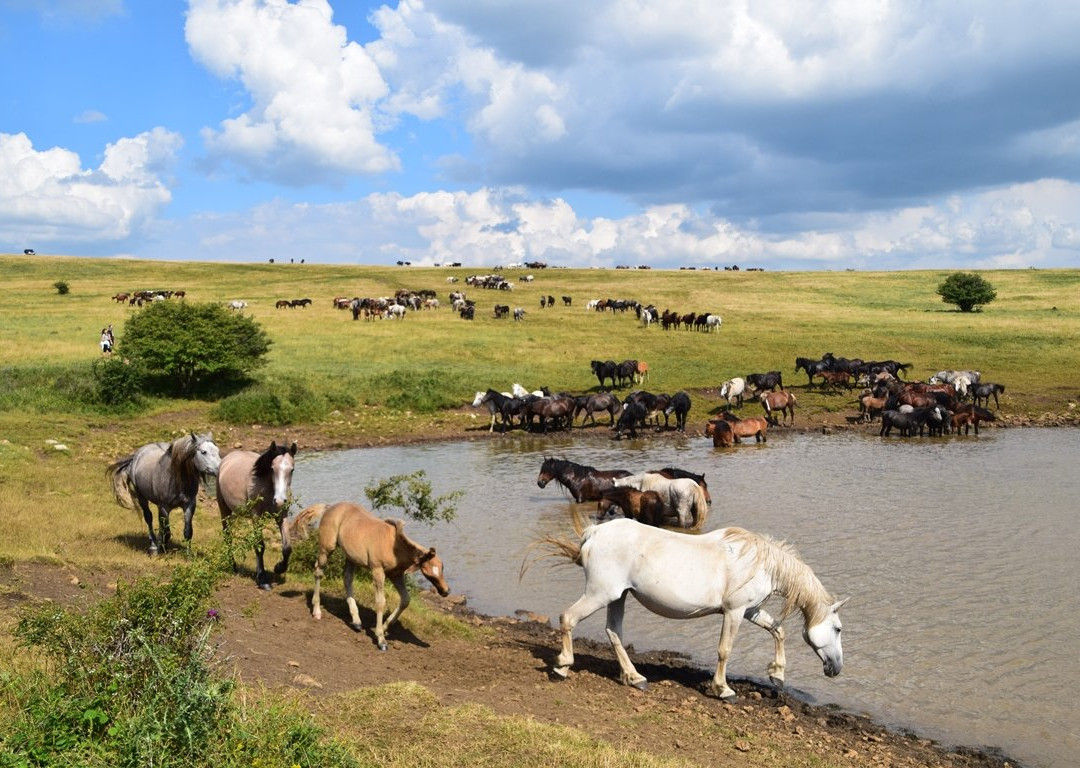Livno Wild Horses Adventure Tours景点图片
