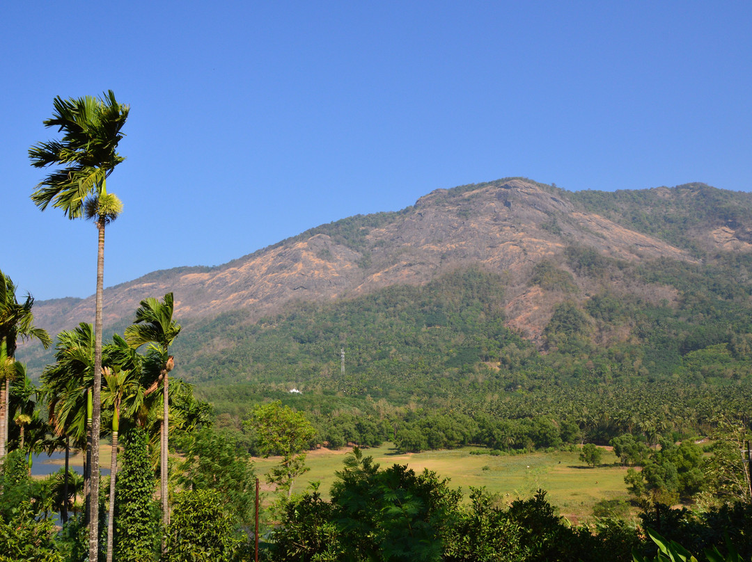 Gingerhill Nest主图