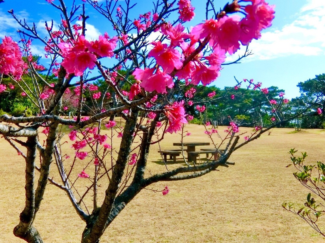 Darumayama Park景点图片
