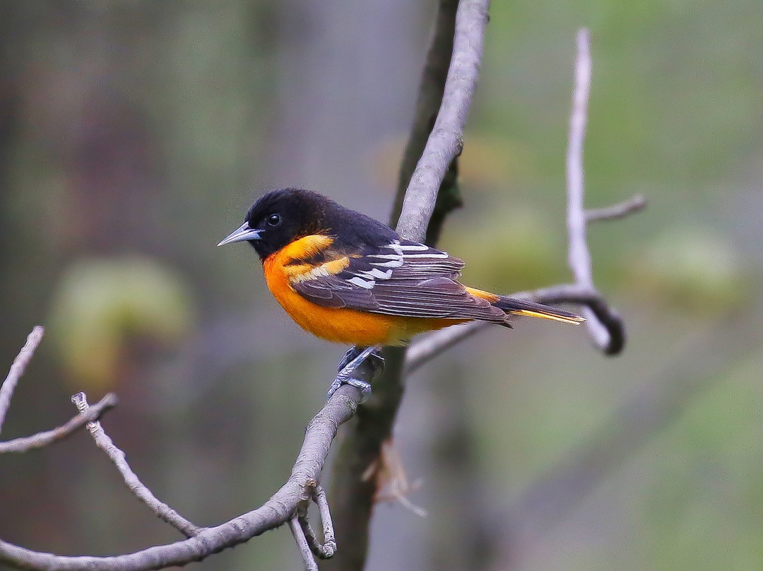 Tranquil Moments Bed & Breakfast主图