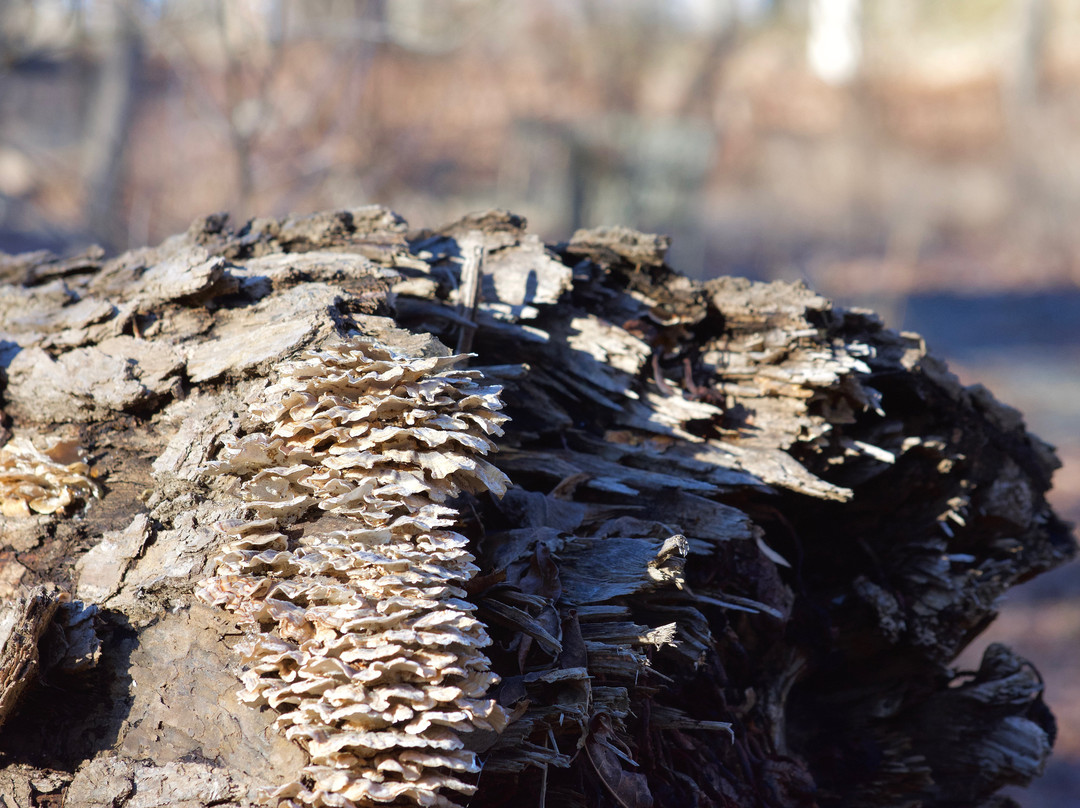 Connecticut Audubon Society Birdcraft Museum and Sanctuary-费尔菲尔德必去景点