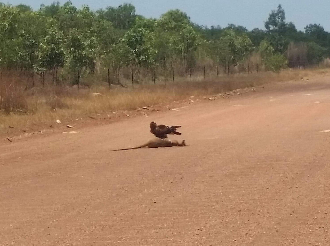Tjuwaliyn (Douglas) Hot Springs Park-Douglas-Daly必去景点