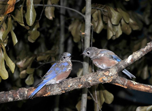 Alabama Wildlife Center-Pelham必去景点