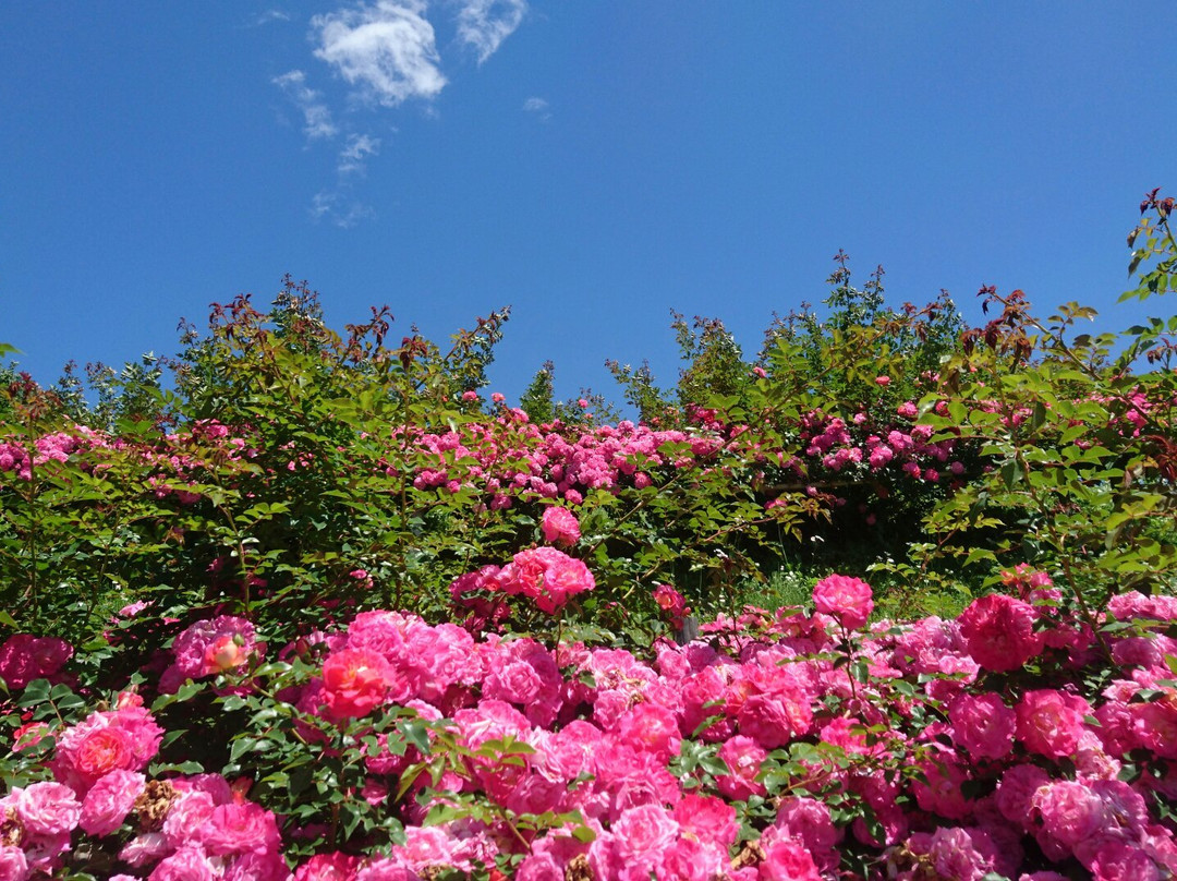 Takato Shinwa no Oka Rose Garden景点图片