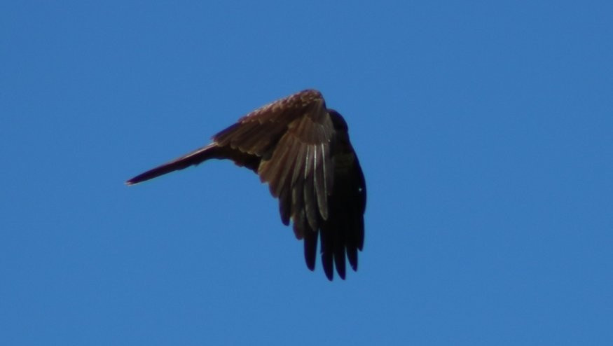 Osprey Environmental Centre Brisbane景点图片