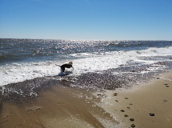 Winterton Coastwatch景点图片