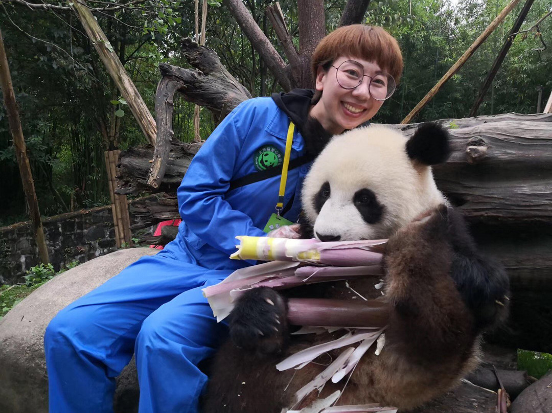 Hold Panda-成都必去景点