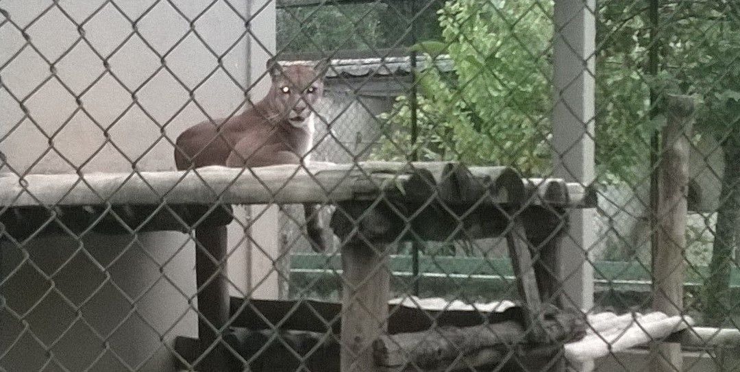 Zoologico Municipal景点图片