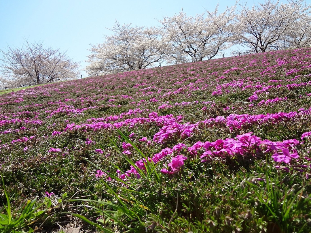 Arakawa Akabane Cherry Blossoms-北区必去景点