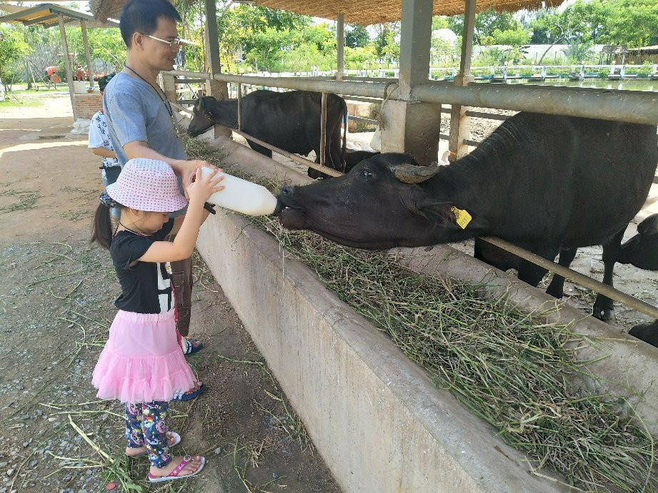 Mini Murrah Farm-万玻必去景点