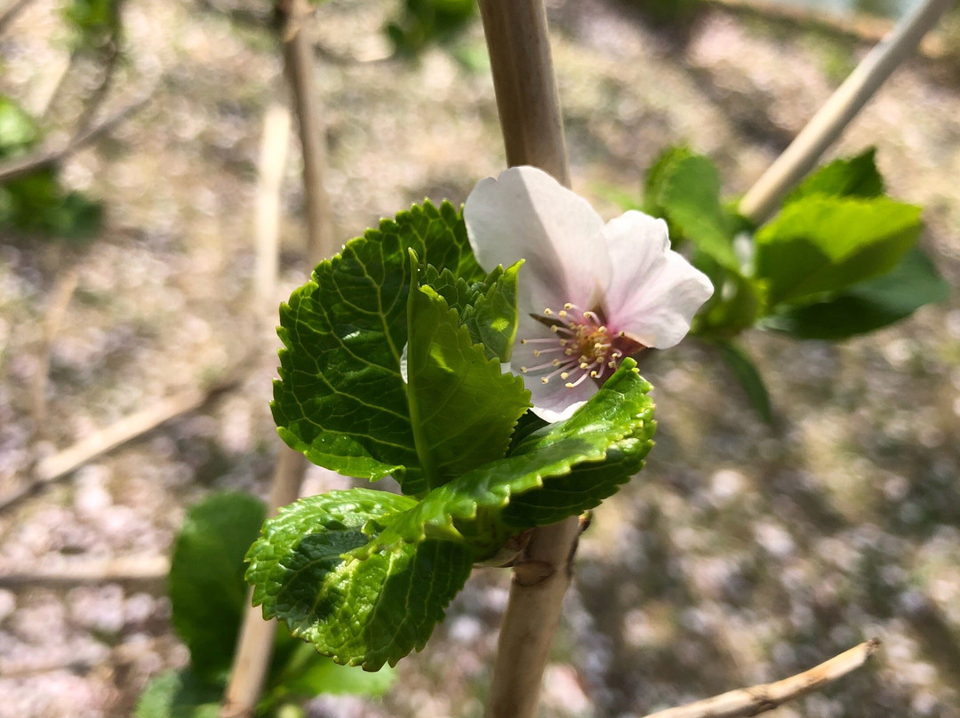 Gappo Park-青森市必去景点