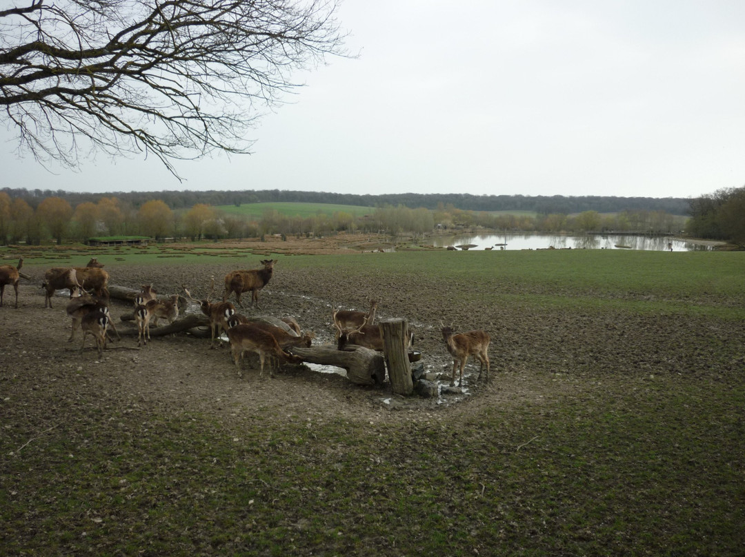 Parc Animalier De Sainte-croix景点图片