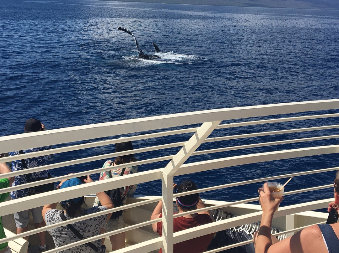 Whale Center of the Pacific-拉海纳必去景点