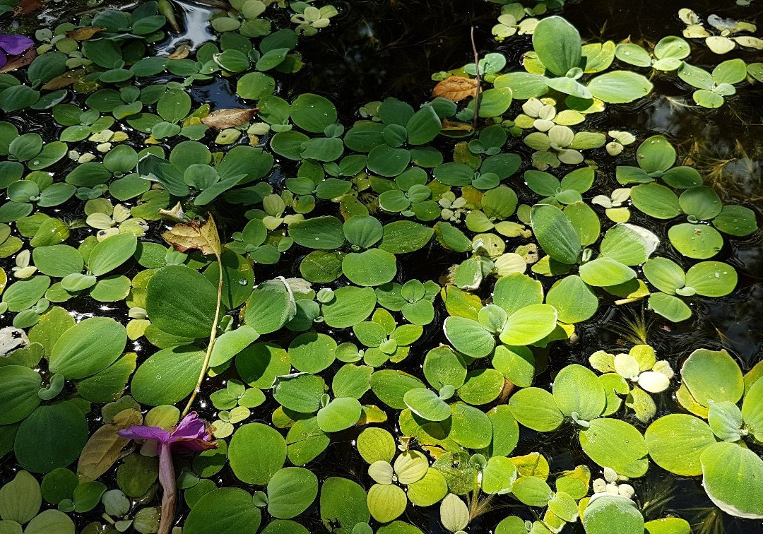The Bonaire Botanical Garden景点图片
