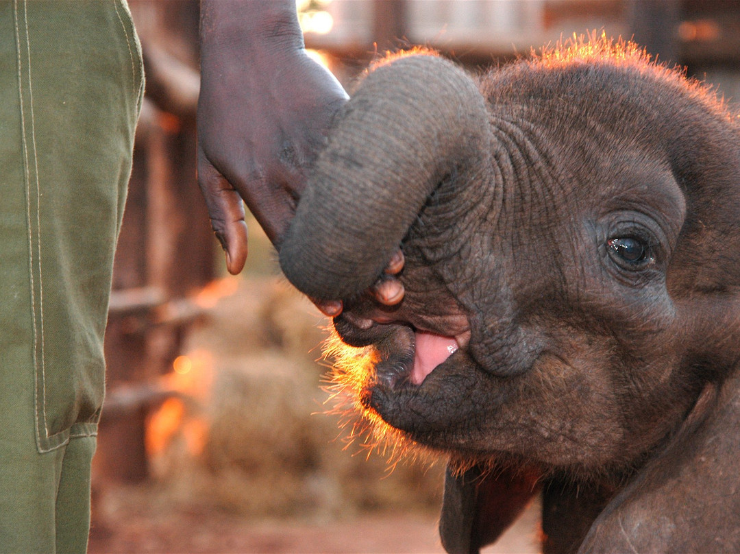 Wild Horizons Elephant Sanctuary景点图片