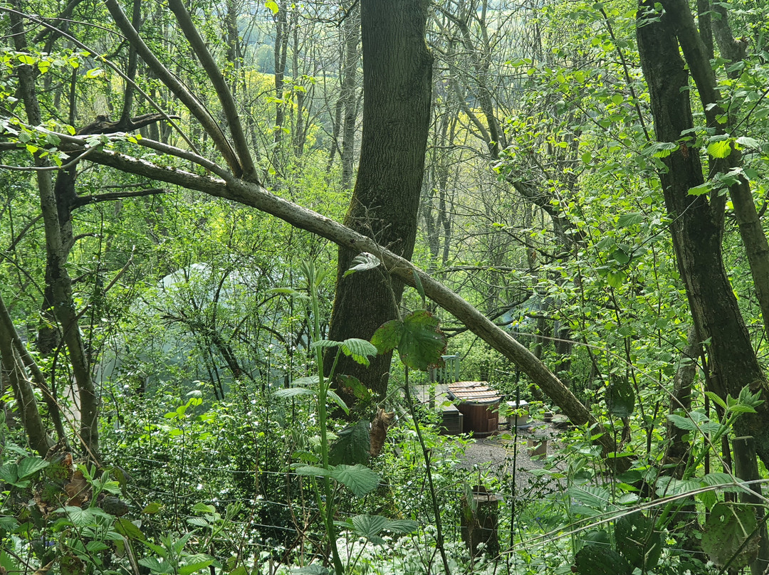 Woodland Escapes