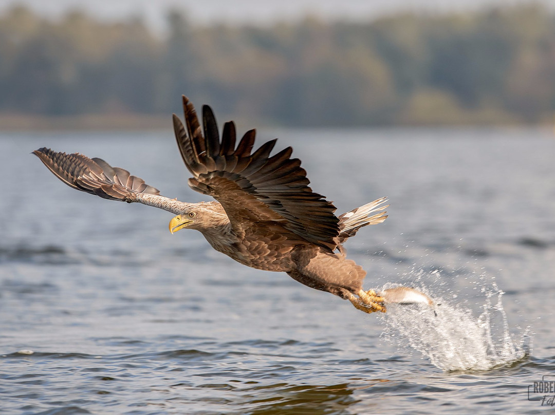Fotołowy  - Orły z Bliska (Eagles of the Oder Delta )景点图片