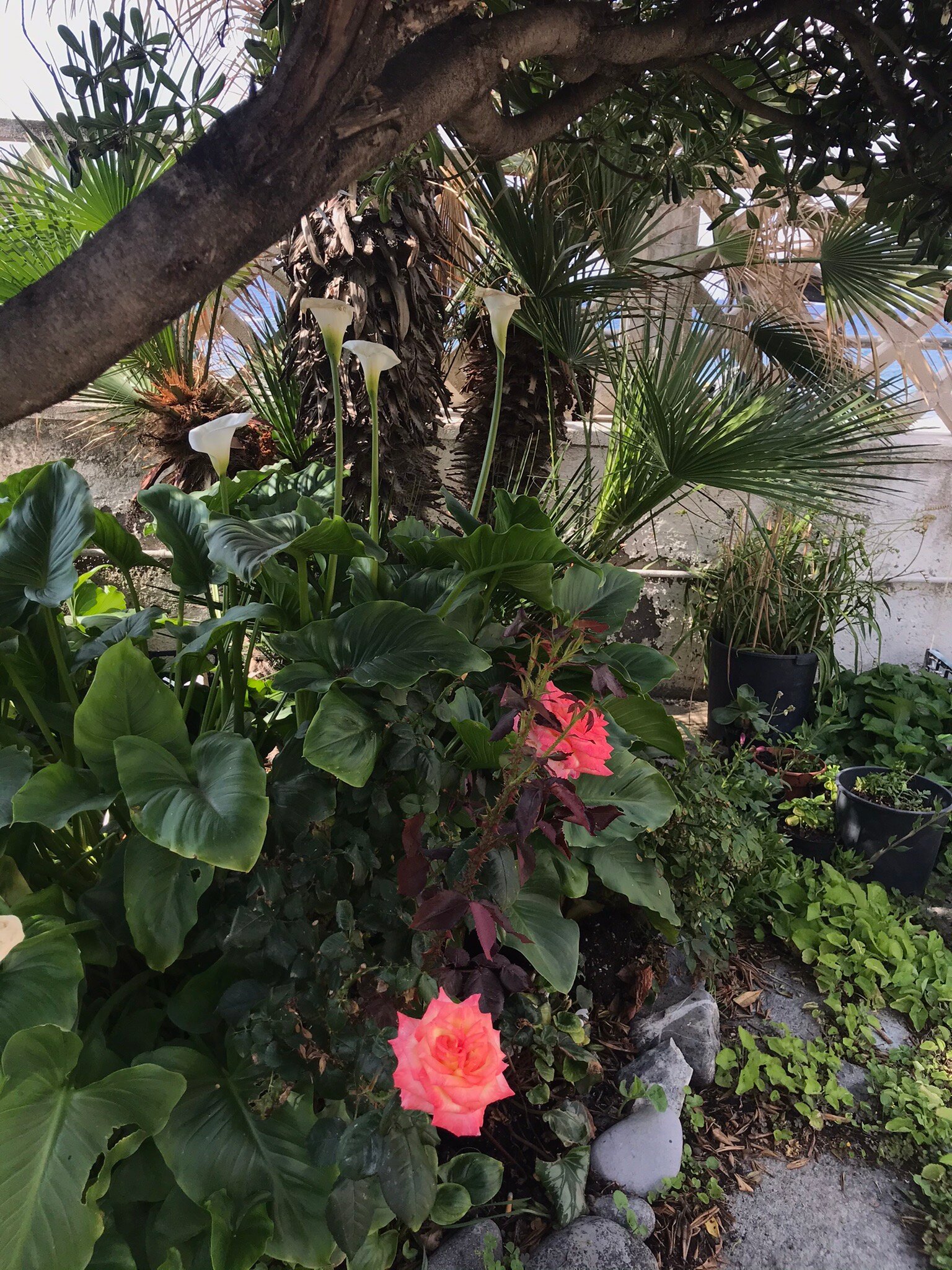 Il Giardino sul Mare-官方