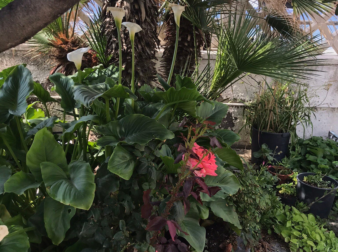 Santo Stefano al Mare酒店住宿-Il Giardino sul Mare